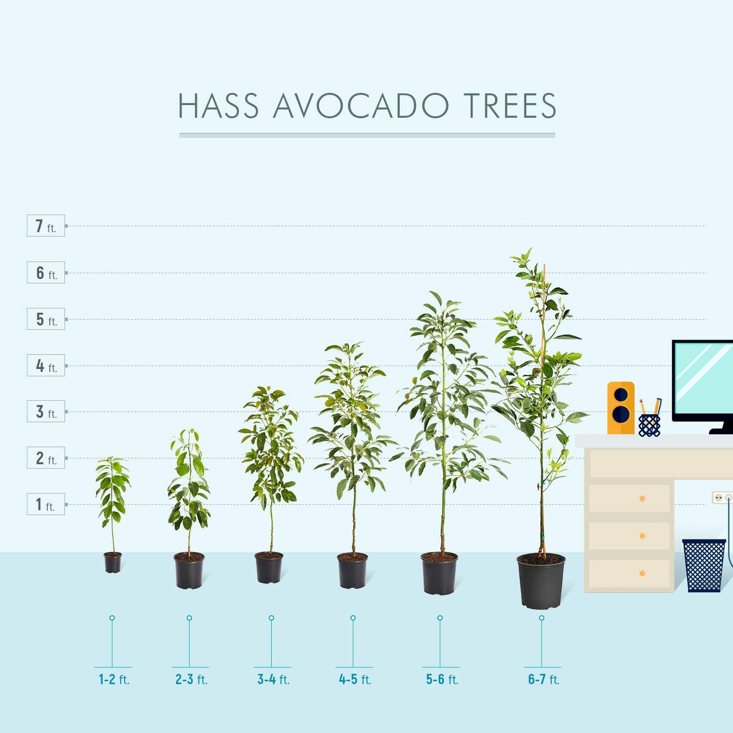 Brighter Blooms - Hass Avocado Tree, 3-4 Ft. - No Shipping To Az And Or