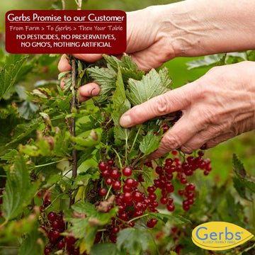 GERBS Dried Zante Currants 4 LBS. | Freshly Dehydrated Re-sealable Bulk Bag | Top 14 Food Allergy Free | Sulfur Dioxide Free | R