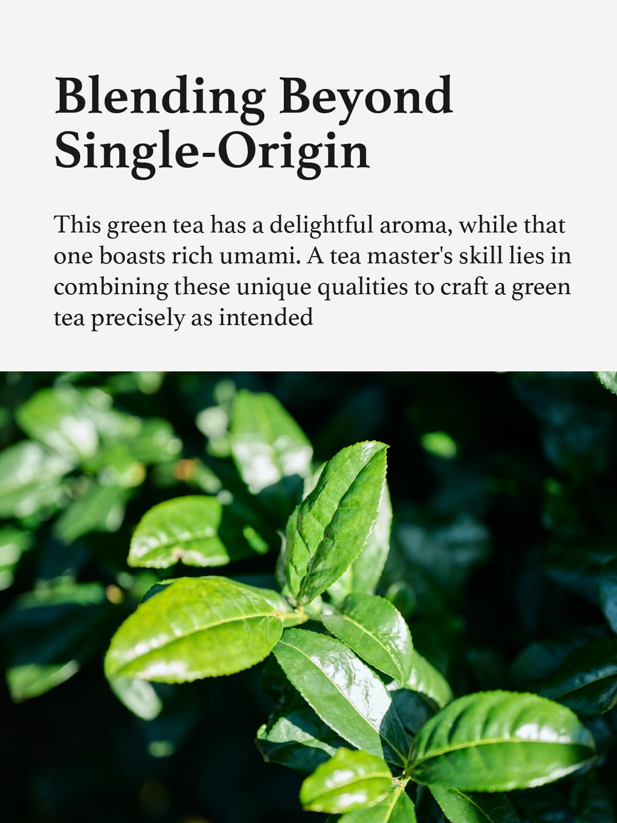 Hayashiya Matcha Powder - Kohata - Kyoto Uji Ceremonial Grade, First Harvest Stone Milled Authentic Japanese Matcha Green Tea Po