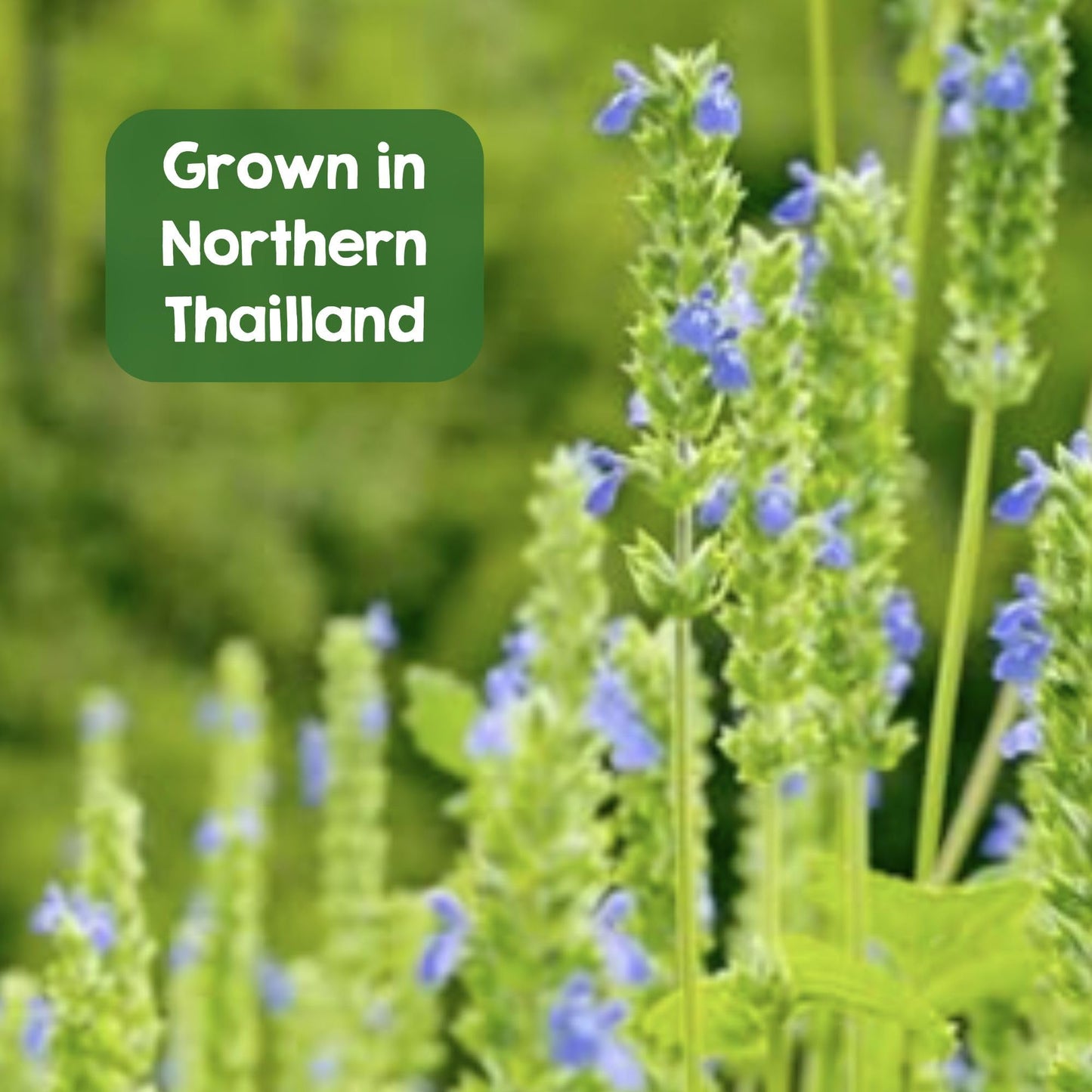 Perfect Earth Chia Seeds - Organic, Gluten-Free, Allergen-Free, Vegan, Keto-Friendly, High In Omega-3, Iron & Protein. For Healt