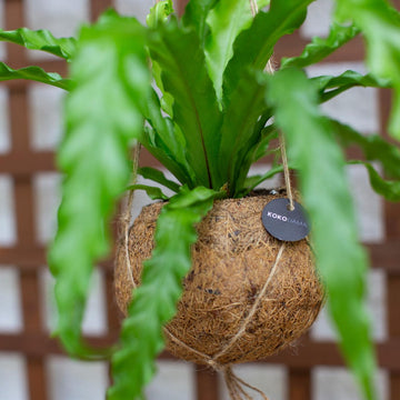 Better-Gro 17    Hanging Kokodama With Birds Nest Fern - Biodegradable, Natural Planter For Indoor/Outdoor Spaces, Sustainable H
