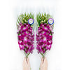 Sunne Tropical OrchidClub USA Fresh Cut Flowers Dendrobium Orchids (10 Stems PURPLE)