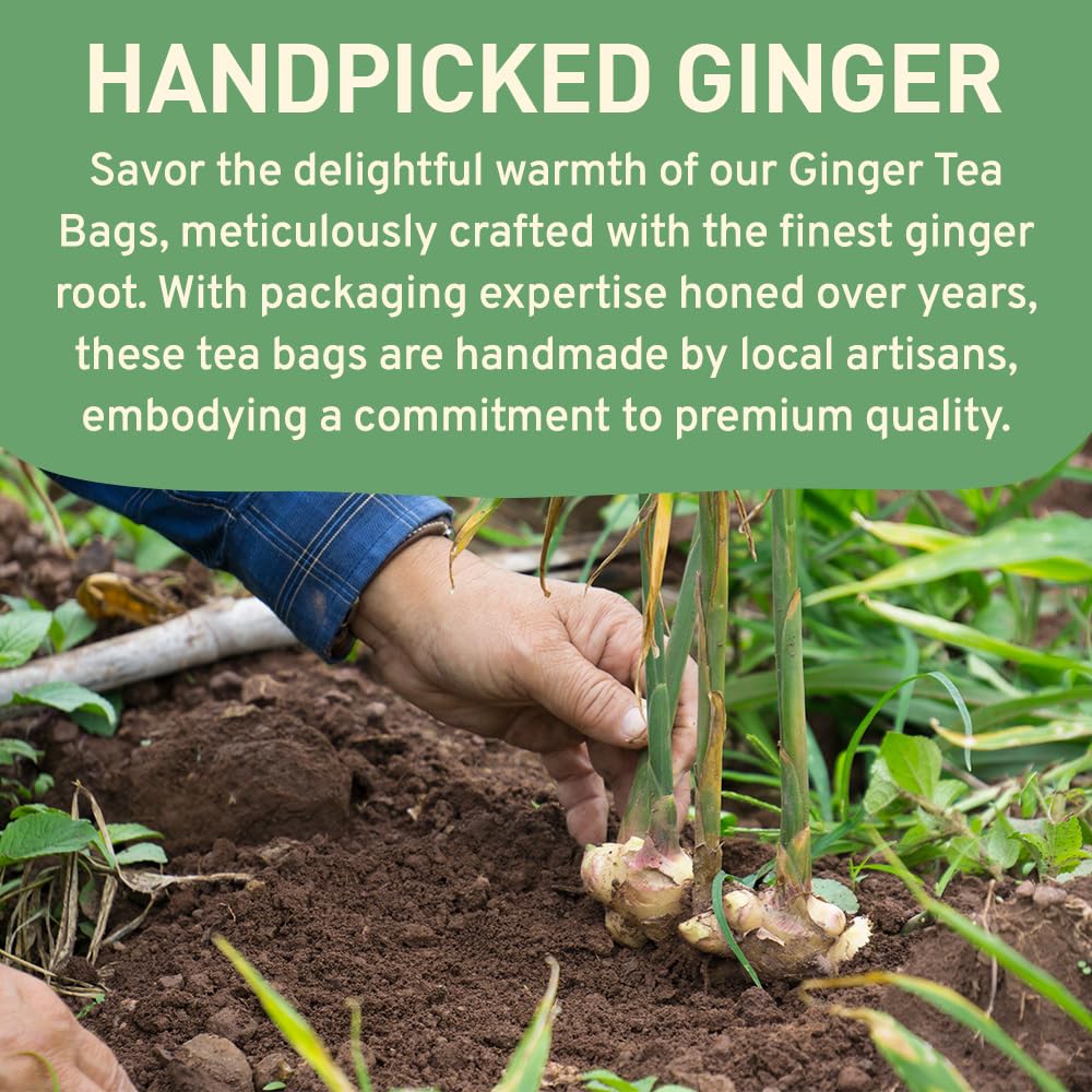 HANDPICK Ginger Tea Bags - 100 Herbal Teabags, Authentic Indian, Caffeine Free, Eco-Conscious, Soothing & Spicy Blend