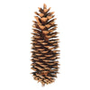 Vickerman 9.5-10 Sugar Pinecone 7/Pack. Includes Seven Sugar pinecones per Bunch. Natural Product.