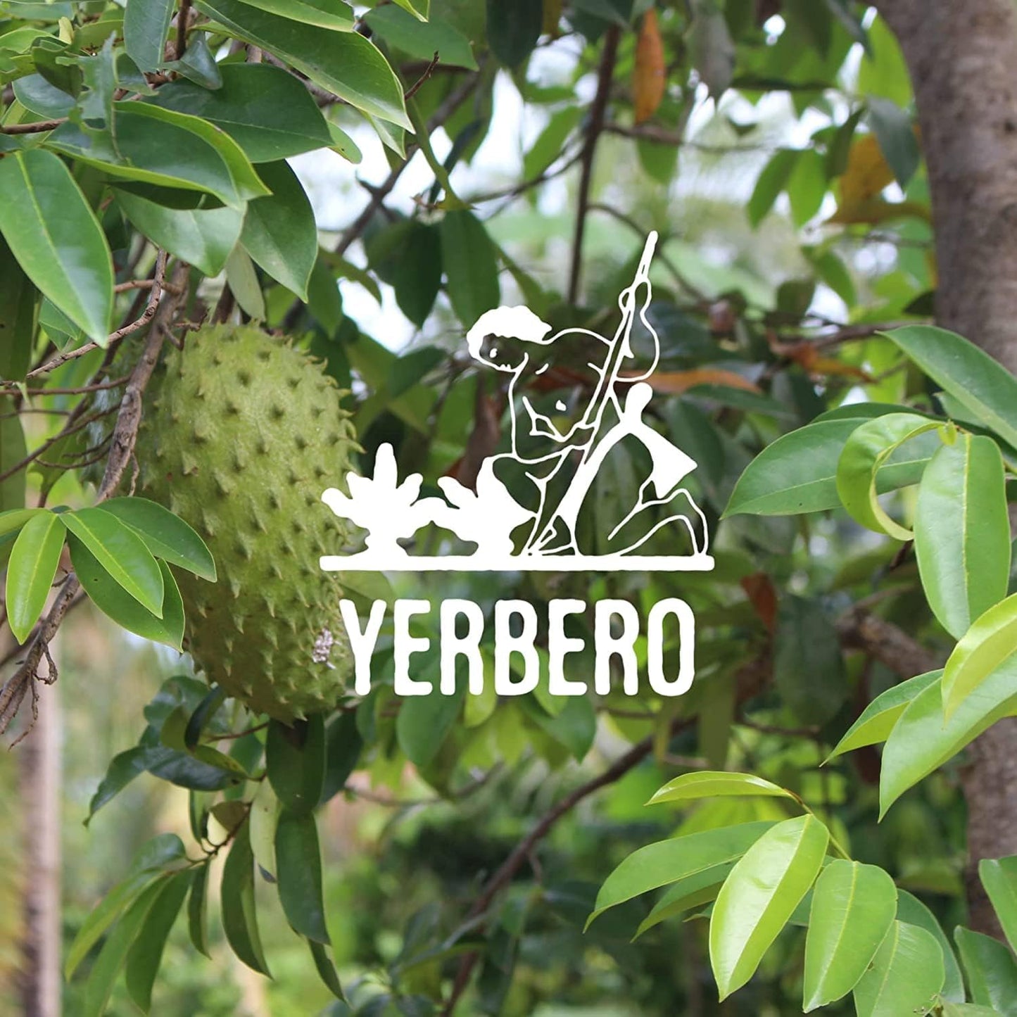 Yerbero - Hoja De Guanabana Entera (.75 Oz - 22Gr) Whole Dried Graviola Soursop Leaves, 100% Natural Delicious| 20+ Servings | F