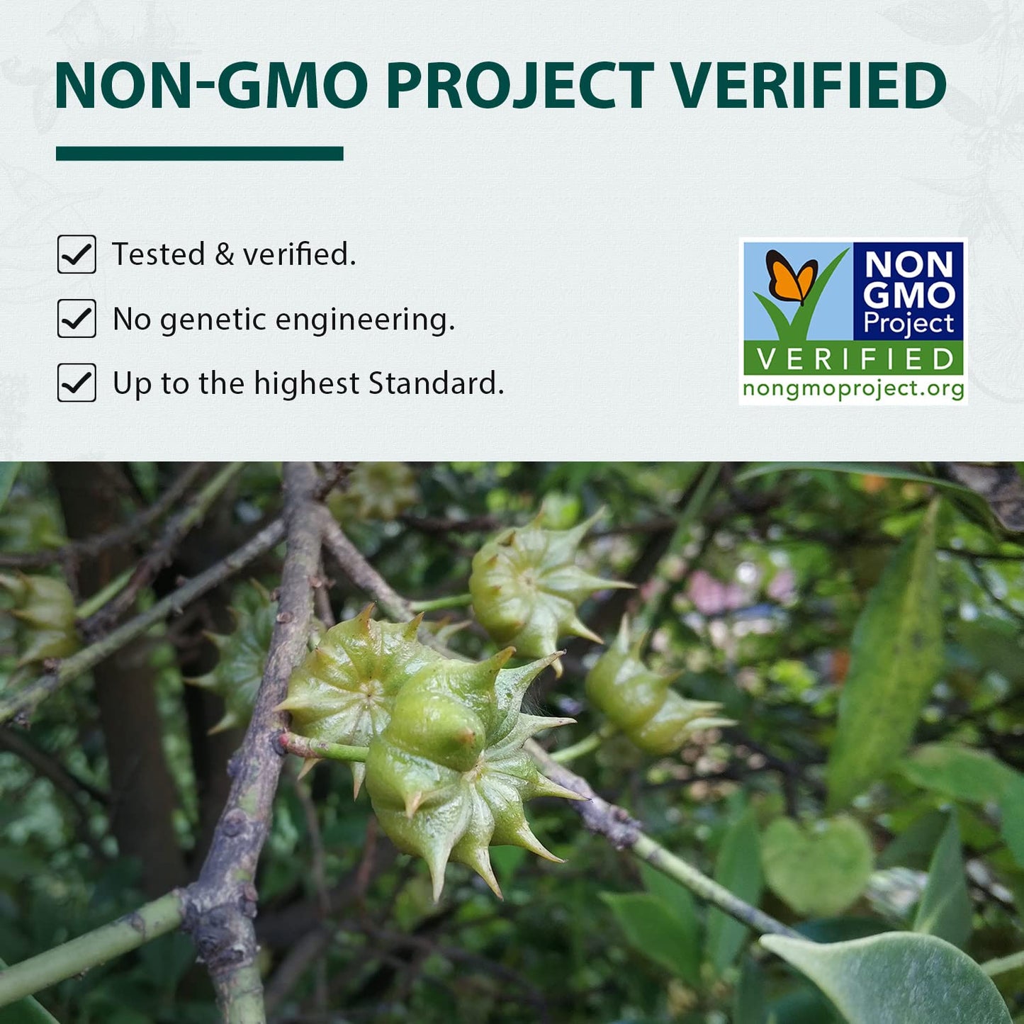 Soeos Star Anise Seeds 16 Ounce (1 Lb), Whole Chinese Star Anise Seed, Fresh And Pure Star Anise Pod, Non-Gmo, Star Anise Spice For Desserts And Wines