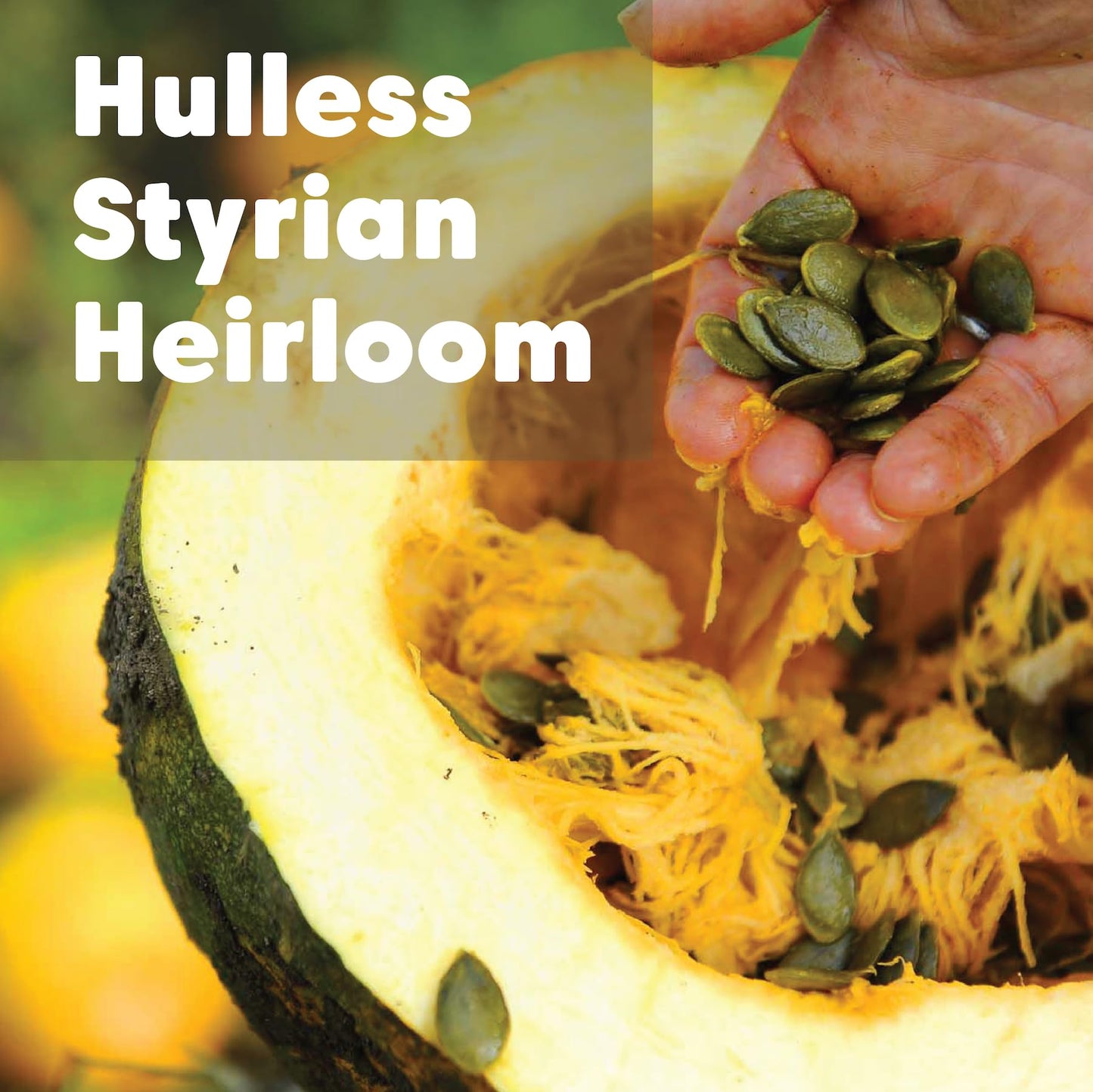 Wilderness Poets, Oregon Pumpkin Seeds - Organic, Heirloom, Raw - No Salt, Shelled, Ideal for Sprouting (8 Ounce)