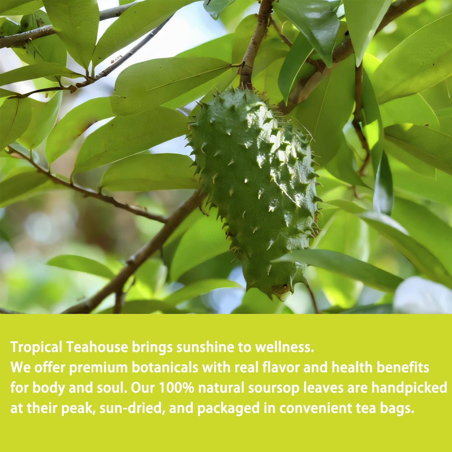 SAMCCI Soursop Leaves Tea Bags - 40 Count, 1.5g/bag, Non-GMO, Caffeine-Free, Pure Graviola Tea for Digestive and Skin Health