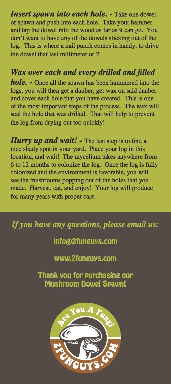 100 Shiitake 100 Mushroom Plug Spawn Edible Mycelium Plugs