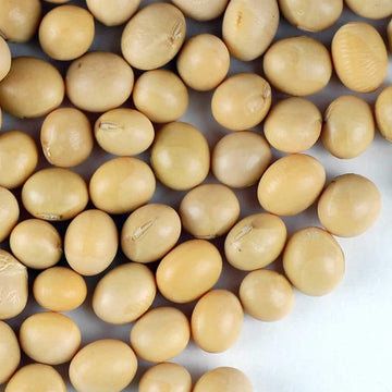 Certified Organic Dried Yellow Soybeans - 1 Lb - Perfect for Use in a Soy Milk Making Machine to Make Soy Milk. Makes Tofu, Roas