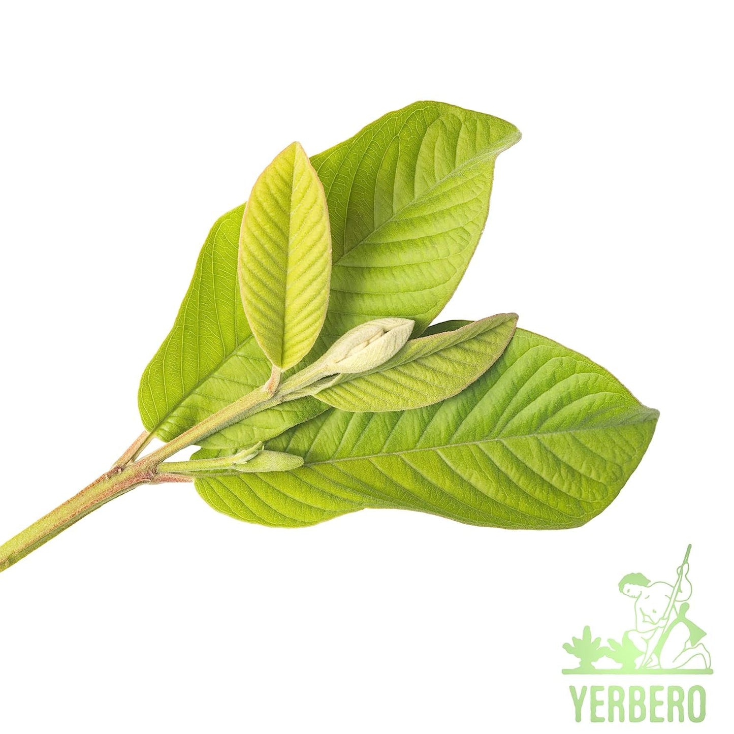 YERBERO Dried Guava Leaf Tea - Whole Loose Leaves, 8oz (226g), Non-GMO, Caffeine Free, Wildcrafted, 60-70 Cups