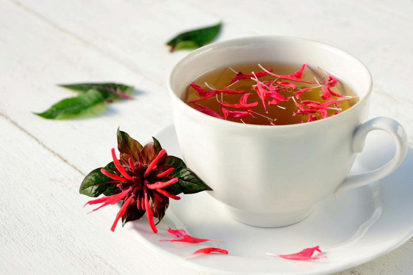 Wild Bergamot Petals - Pure, Dried, Natural Scarlet Beebalm Petals (Monarda Didyma) - Net Weight: 0.1Oz/3G - Edible, Extremely R