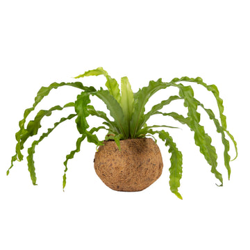 Better-Gro 17    Hanging Kokodama with Birds Nest Fern - Biodegradable, Natural Planter for Indoor/Outdoor Spaces, Sustainable H