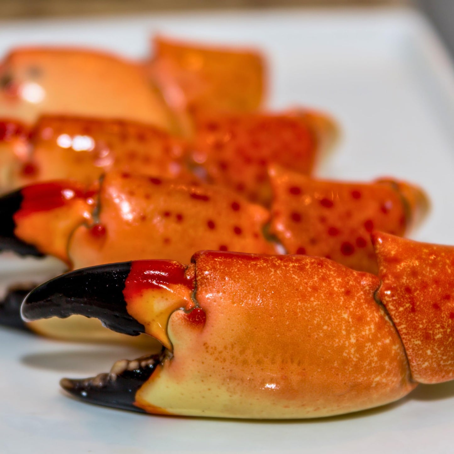 Florida Stone Crabs Claws-Medium 5-8 Claws Per Lb. Fresh Never Frozen wild Caught (10lbs)