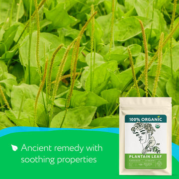 Plantain Leaf Organic (4 Oz.) - Broadleaf Plantain Tea Loose Leaf (Plantago Major) - Llanten Planta Medicinal - Herbal Tea For D