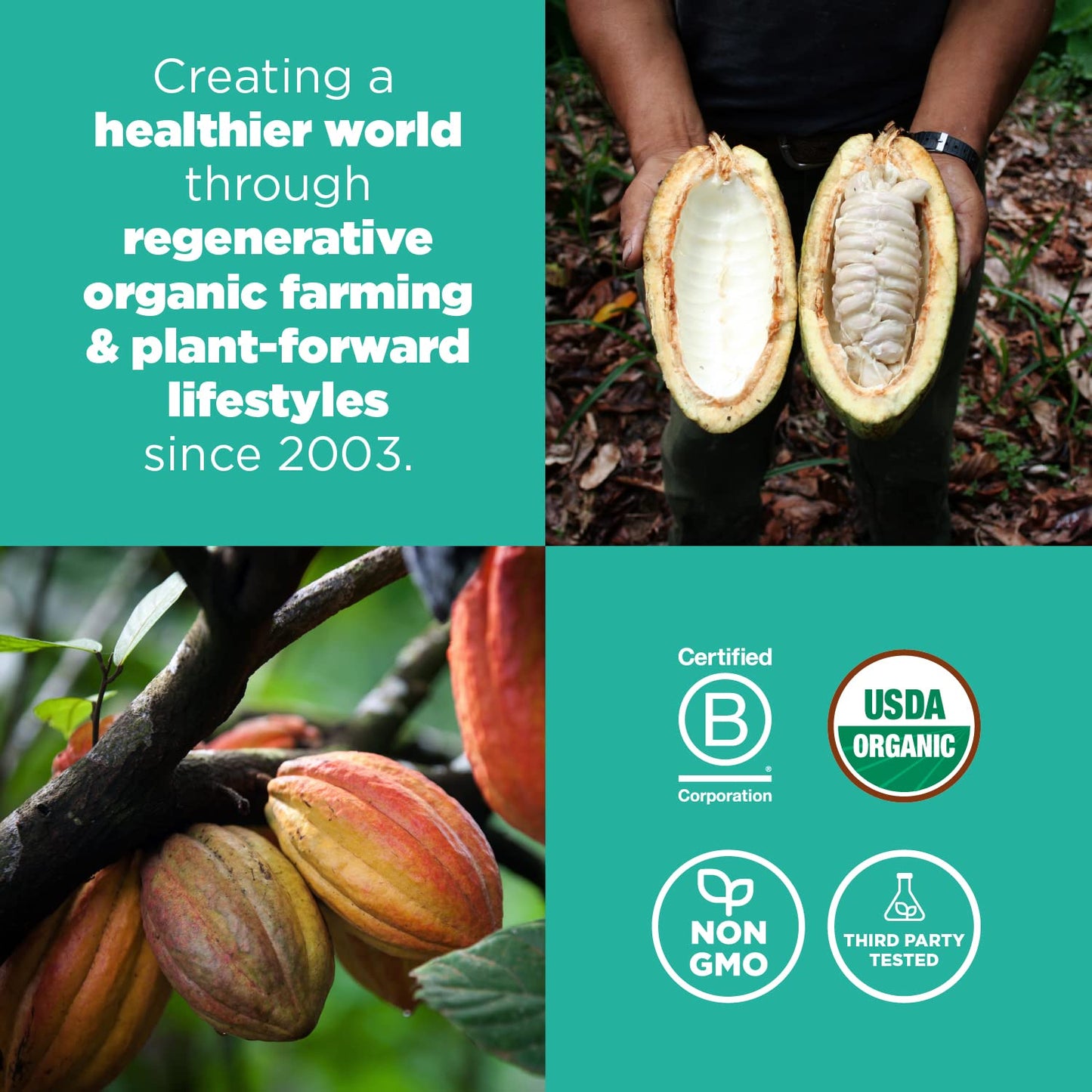 Navitas Organics Cacao Sweet Nibs 8Oz. Bag, 56 Servings — Organic, Non-Gmo, Gluten-Free