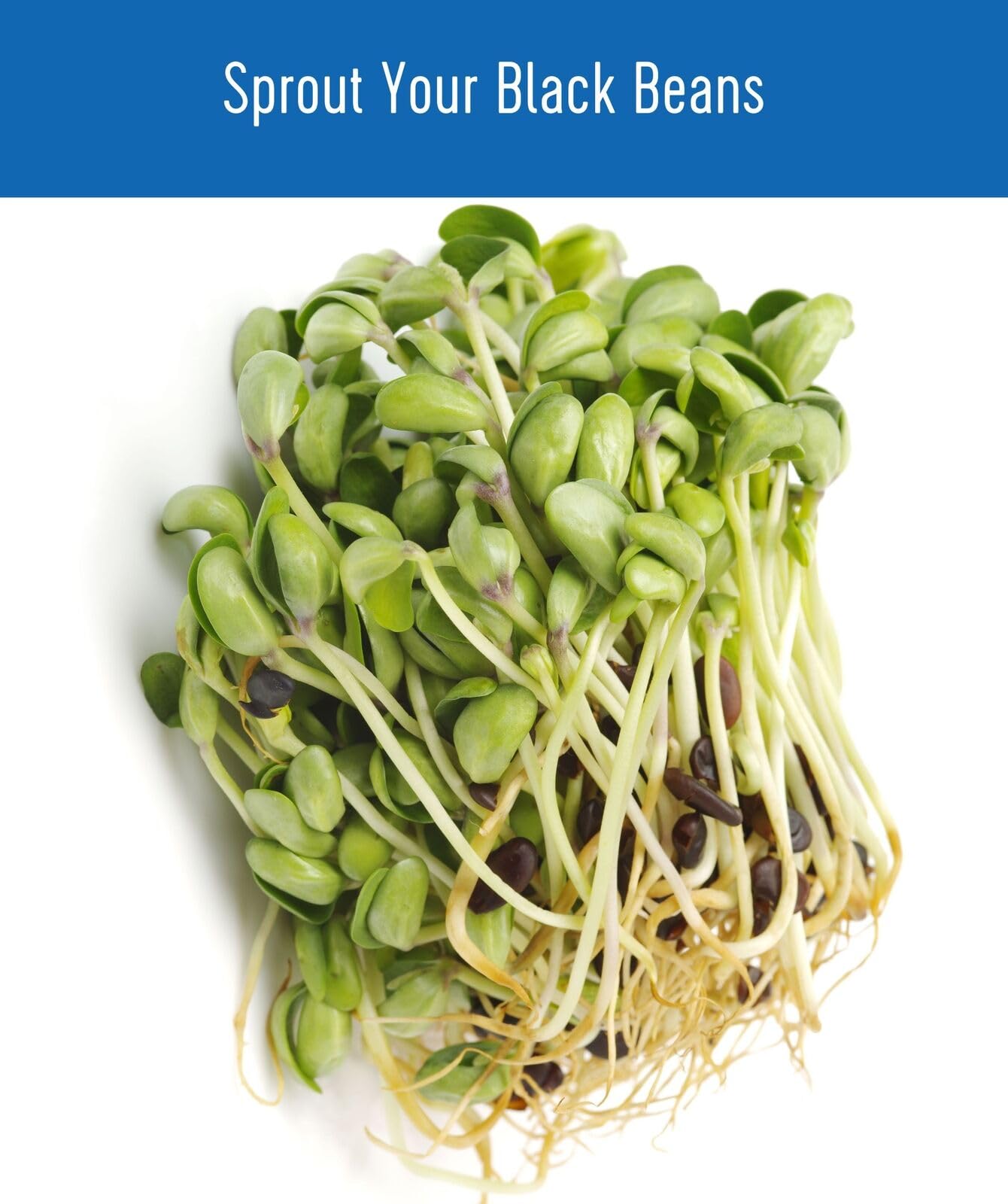 Grown in Washington Black Beans | 25 lb | Non-GMO | Kosher | Vegan | Non-Irradiated