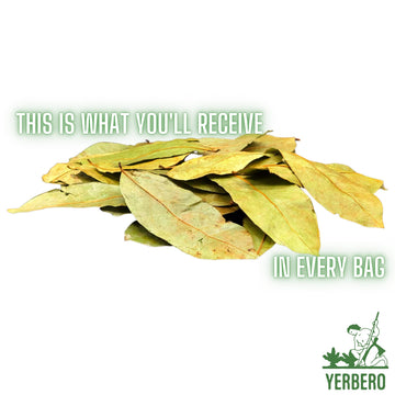 Yerbero - Whole Wildcrafted Dried Graviola Soursop Leaves 1 Lb (453G - 1300+ Leaves Per Bag) Hoja De Guanabana Seca, Crafted By