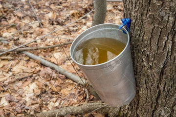 Moose Munch Coffee By Harry & David, Maple Vanilla, 100 Single Serve Cups Medium Roast