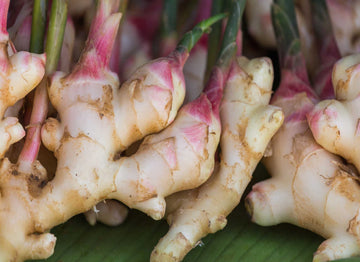 Organic Fresh Ginger Roots Snow Hill Himalayan Ginger Roots - Product Of Mt. Everest Country, Nepal | If Need Fresh Batch, Choos