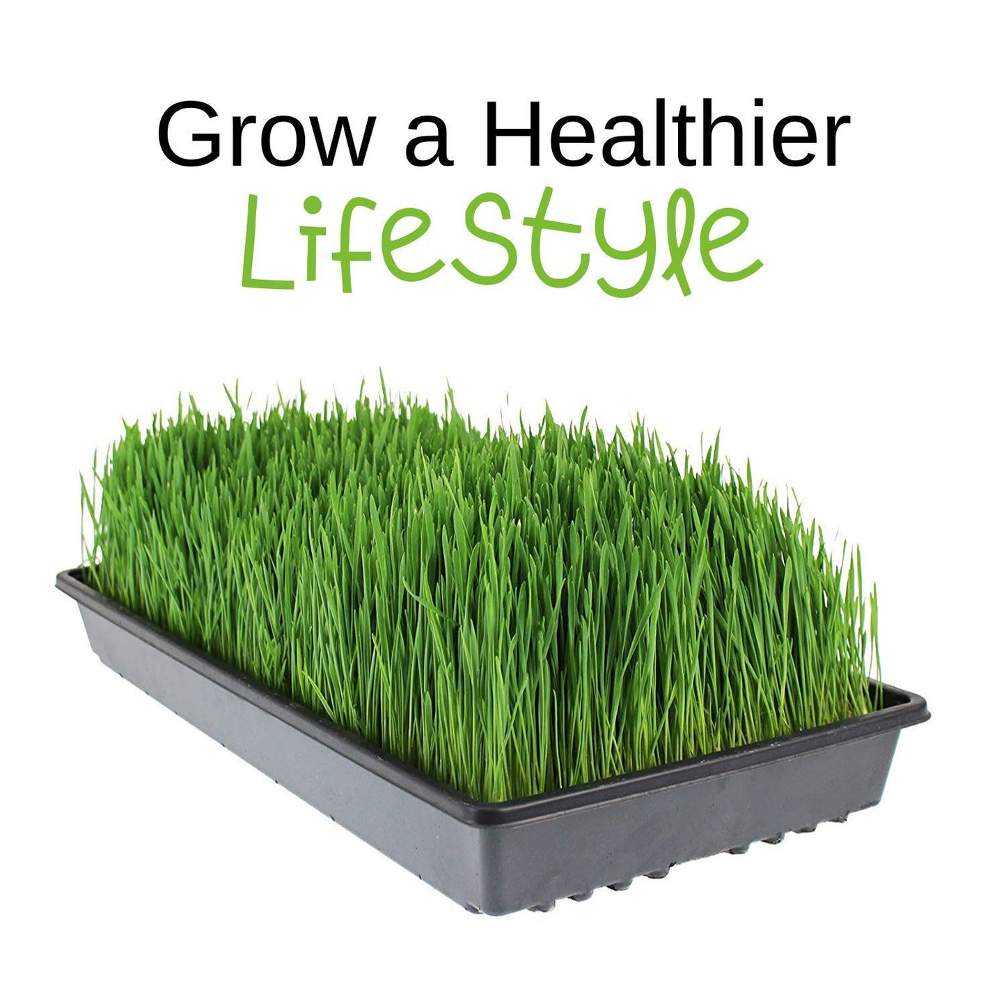 Handy Pantry Organic Wheatgrass Seeds - For Wheat Grass, Cat Grass, Food Storage & More - Hard Red Wheat (2.5 Pounds)