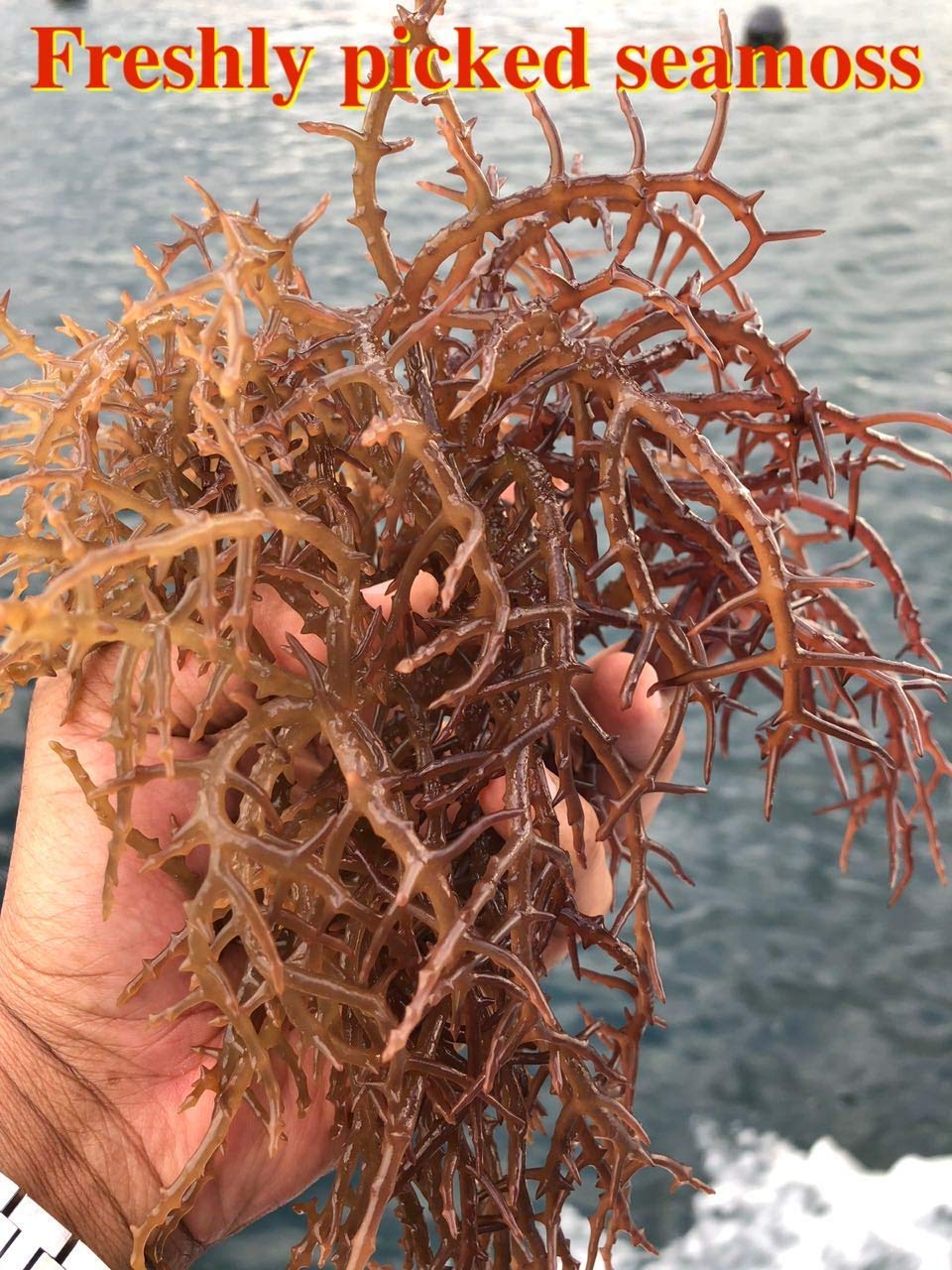 KARIBBEAN FLAVOURS Premium Irish Moss Superfood, 8 Oz, Non-GMO, Organic, Vegan, Hand Picked, Sun Dried