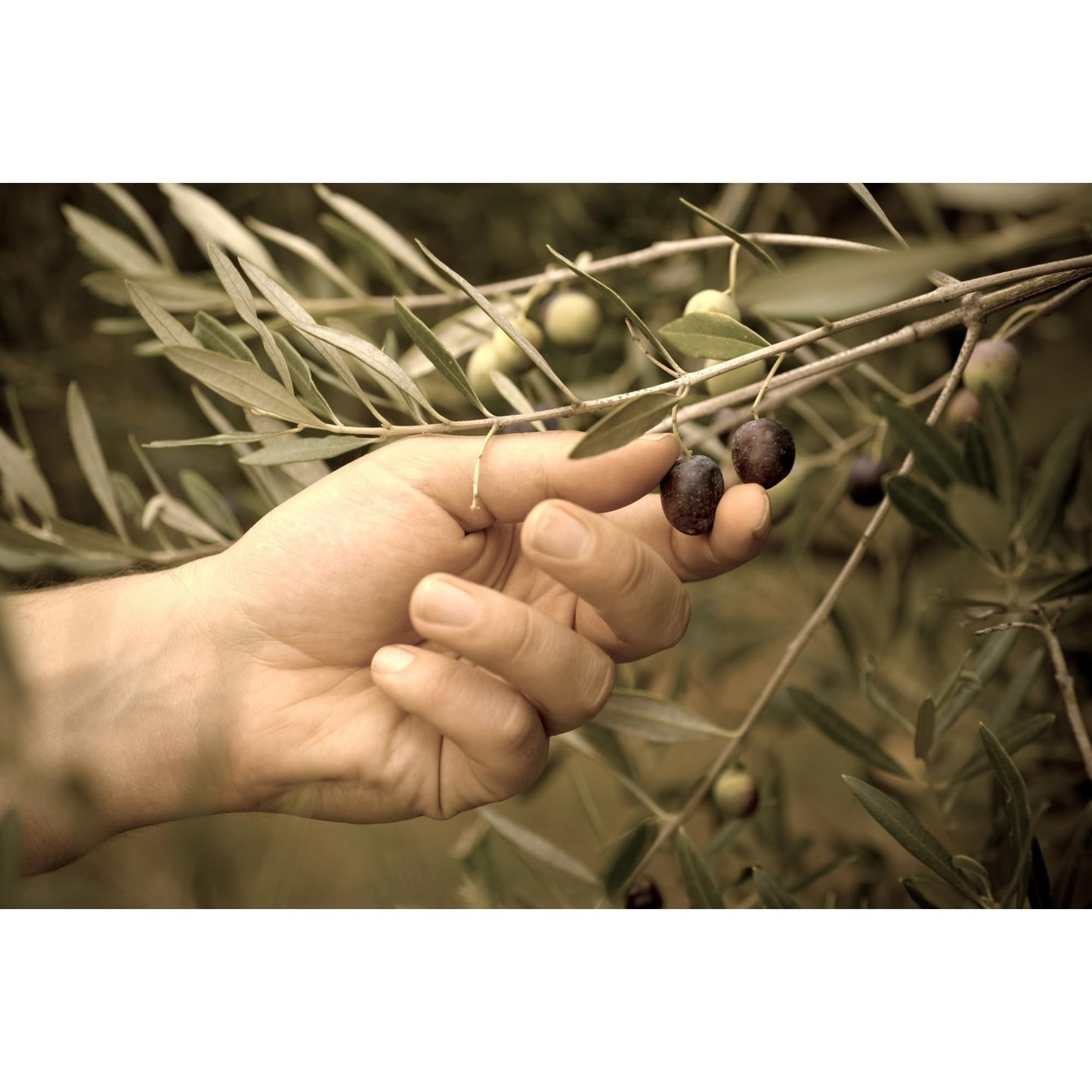 Marmarabirlik Black Olives, Turkish Dry Cured Black Olives, Hand-Picked, Healthy Snacks, Savory Mediterranean Taste, Great for S