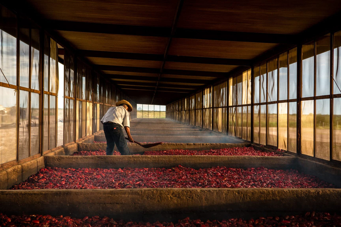 Tabasco® Brand Roasted Pepper Sauce, Rich & Savory Hot Sauce, Glass Bottle, Made With Vine-Ripe Red Peppers, Fresh Garlic & Onions, Great On Sandwiches & More, 5 Fl Oz (Pack Of 1)