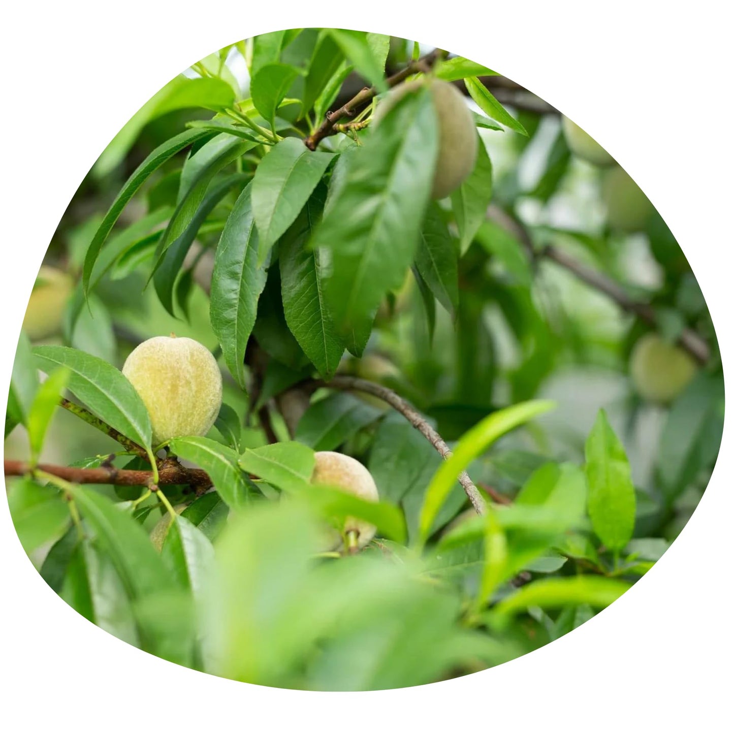 Share Original® Cultured Fermented Japanese Apricot/Plum (3-Pc) - 30+ Months Aged, Includes Description, Swiss Fermented