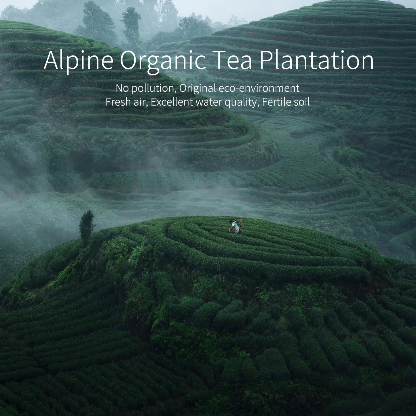 Lapalide Loose Leaf Green Tea, 7.05 Oz Organic Green Tea Leaves, Usda Loose Green Leaf With High Aroma, Sweet And Rich Aftertast