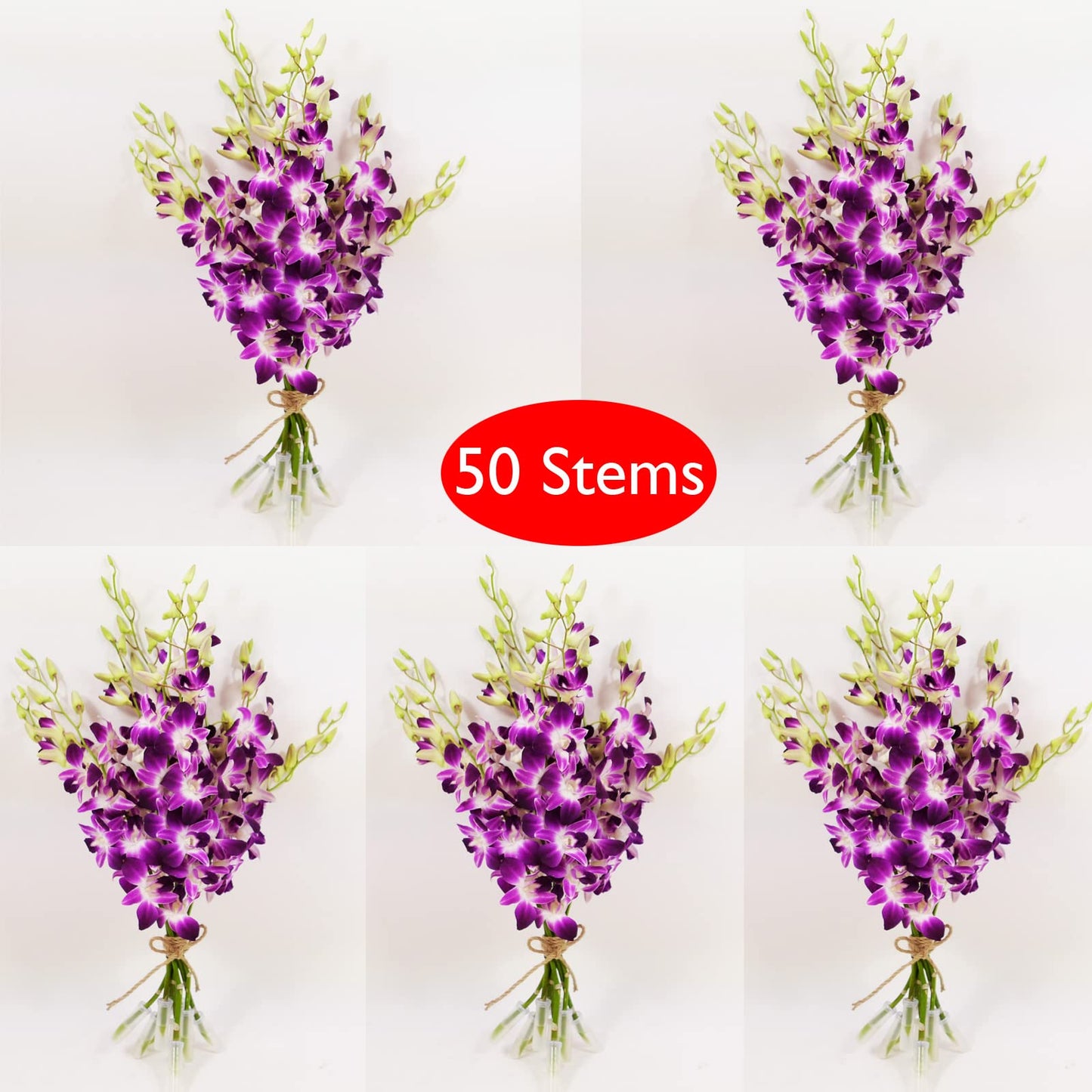 Athenas Garden Fresh Cut Purple Orchids Flowers 50 Stems Dendrobium Orchids Sonia Fresh Flowers