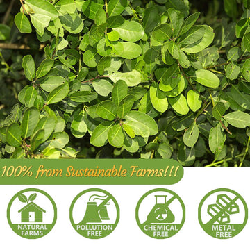 ULTHMOK Premium Yerba Mate Tea Bags - 100 Unsmoked Bags, 100% Pure Leaves, Caffeine-Free