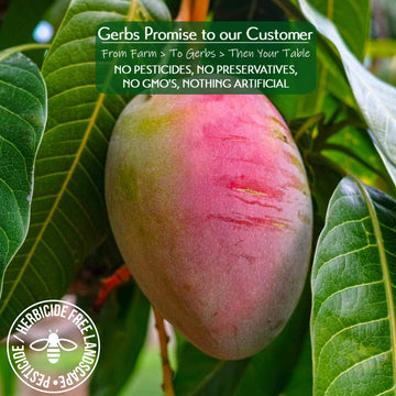 Gerbs Dried Mango Slices 14 Oz. Sweet | Freshly Dehydrated Resealable Bulk Bag | Top Food Allergy Free | Sulfur Dioxide Free | D