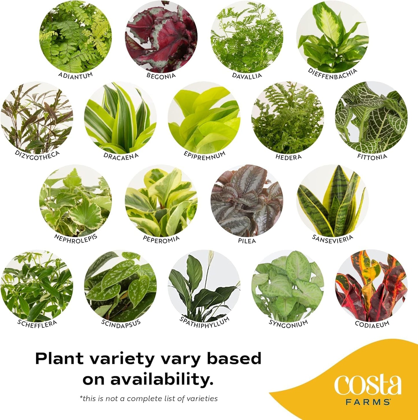 Costa Farms Live Plants (Pack of 2), Easy to Grow Real Indoor Houseplants, Air Purifying Plants, Growers Choice in Home D  cor