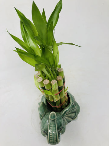 Elephant Round Vase With 10 Stalks 6'' Lucky Bamboo