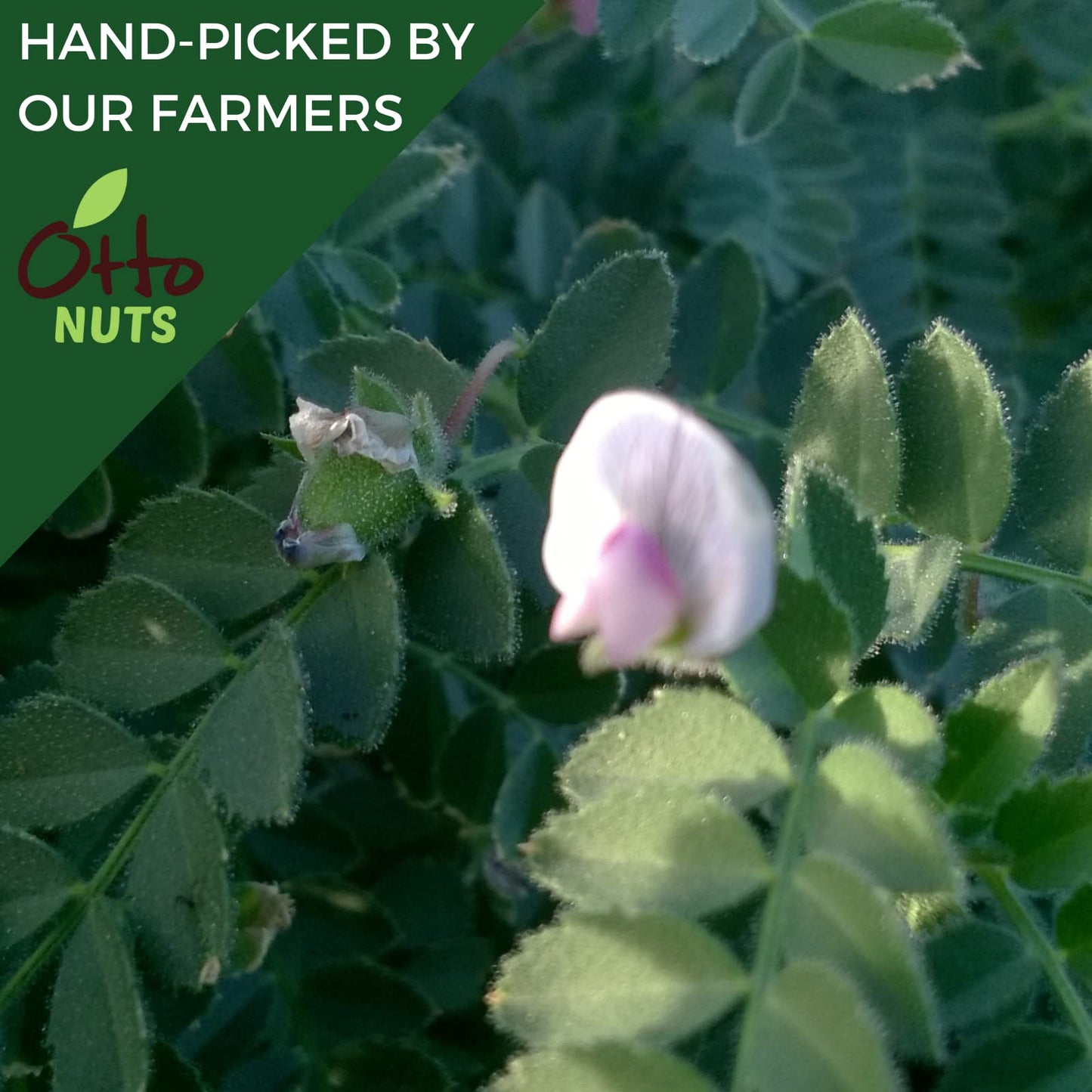 Otto Nuts - Mediterranean Dry Roasted Nut Mix with Sea Salt, Non-GMO Naturally Vegan Snack, Mixed Nuts | 5.5 OZ with Resealable