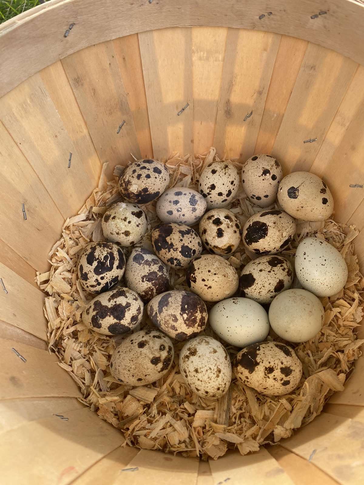 SILVERBROOK EGGS FARM Fresh Quail Eggs - LAID IN THE USA (2 DOZEN (24 EGGS))