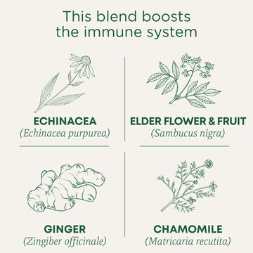 Traditional Medicinals Organic Echinacea Plus Elderberry Tea - 16 Tea Bags, Boosts Immune System, 100251