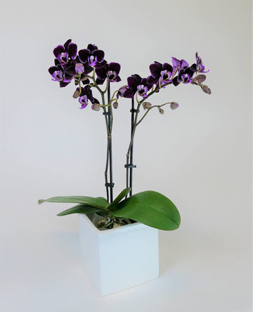 Athenas Garden Live Orchid Plant, Purple, Double Spike Phalaenopsis Blooming in Glass Container, Long Lasting, Easy Care, Model