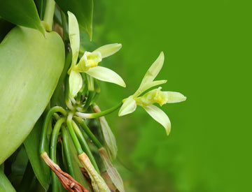 Live Vanilla Bean Orchid Starter Plant - Vanilla planifolia (Unable to Ship to: AZ, HI, OR, PR)