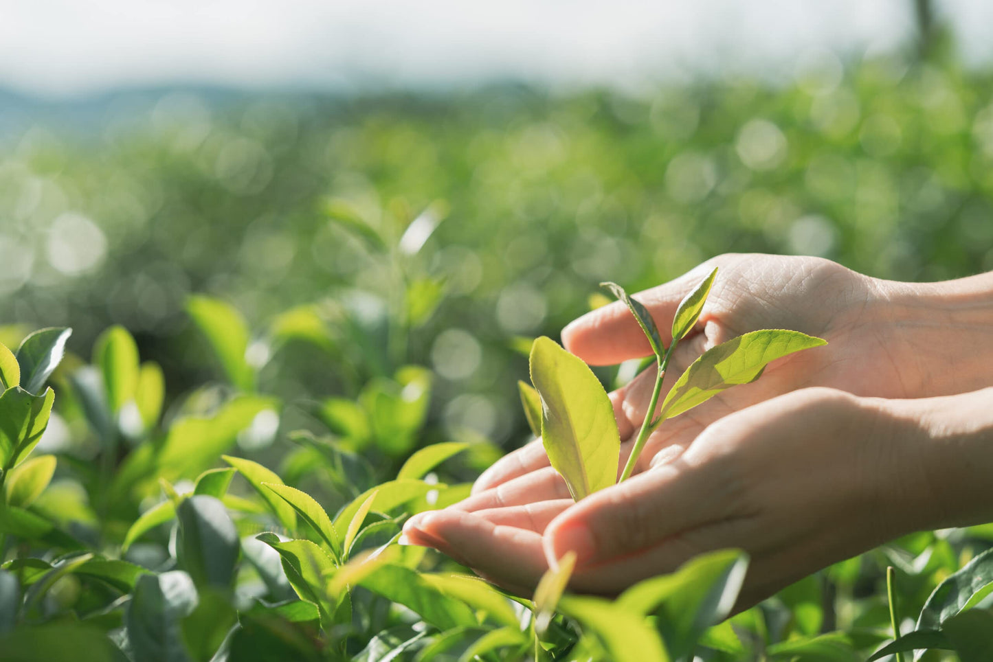 Iced Tea Peach Real Brewed, Pure Cane Sugar, Caffeinated, All Natural No Artificial Flavors Or Colors 16 Oz (12 Pack) By Souther