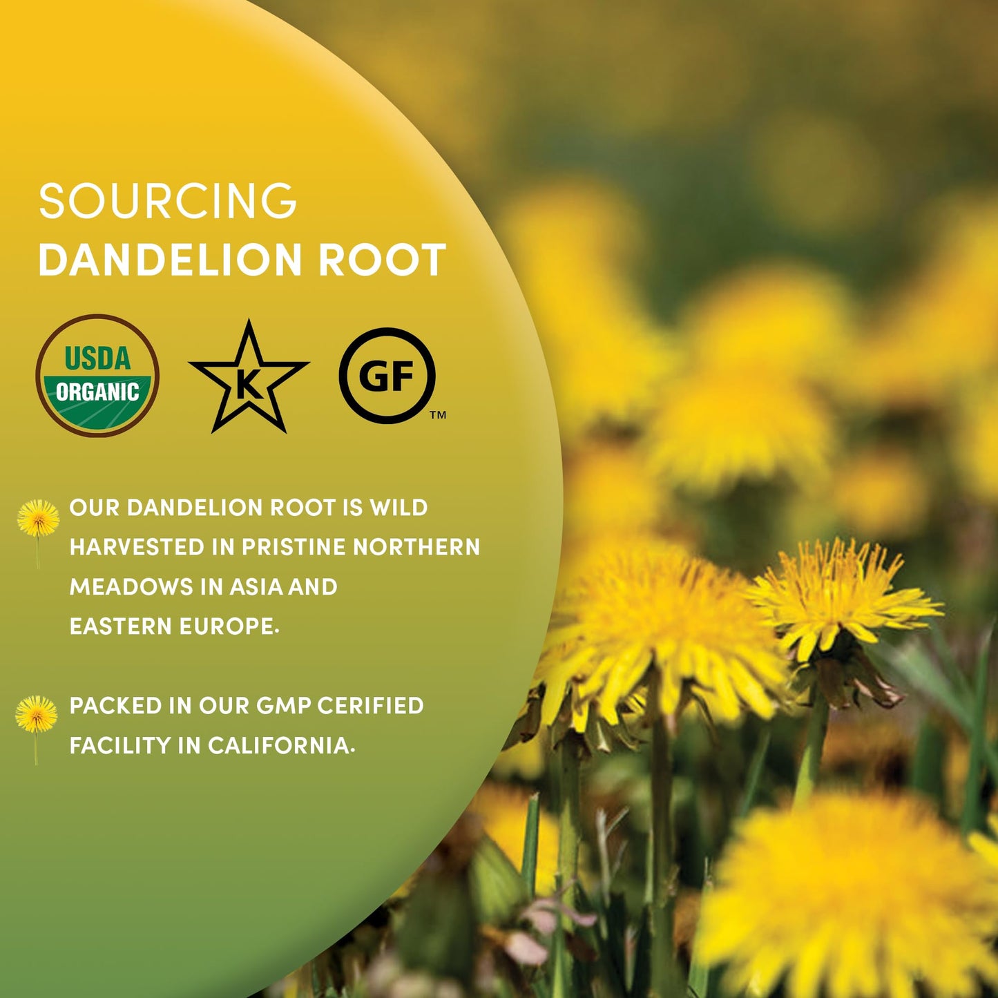 Worldwide Botanicals Organic Dandelion Root - 1 Lb - Cut & Sifted - Raw, Unroasted - Taraxacum Officinale - Ra Z De Diente De L