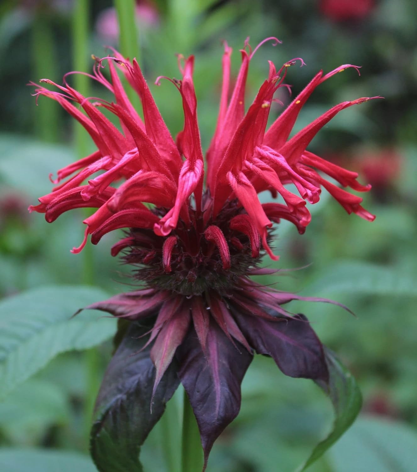 Wild Bergamot Petals - Pure, Dried, Natural Scarlet Beebalm Petals (Monarda Didyma) - Net Weight: 0.1Oz/3G - Edible, Extremely R