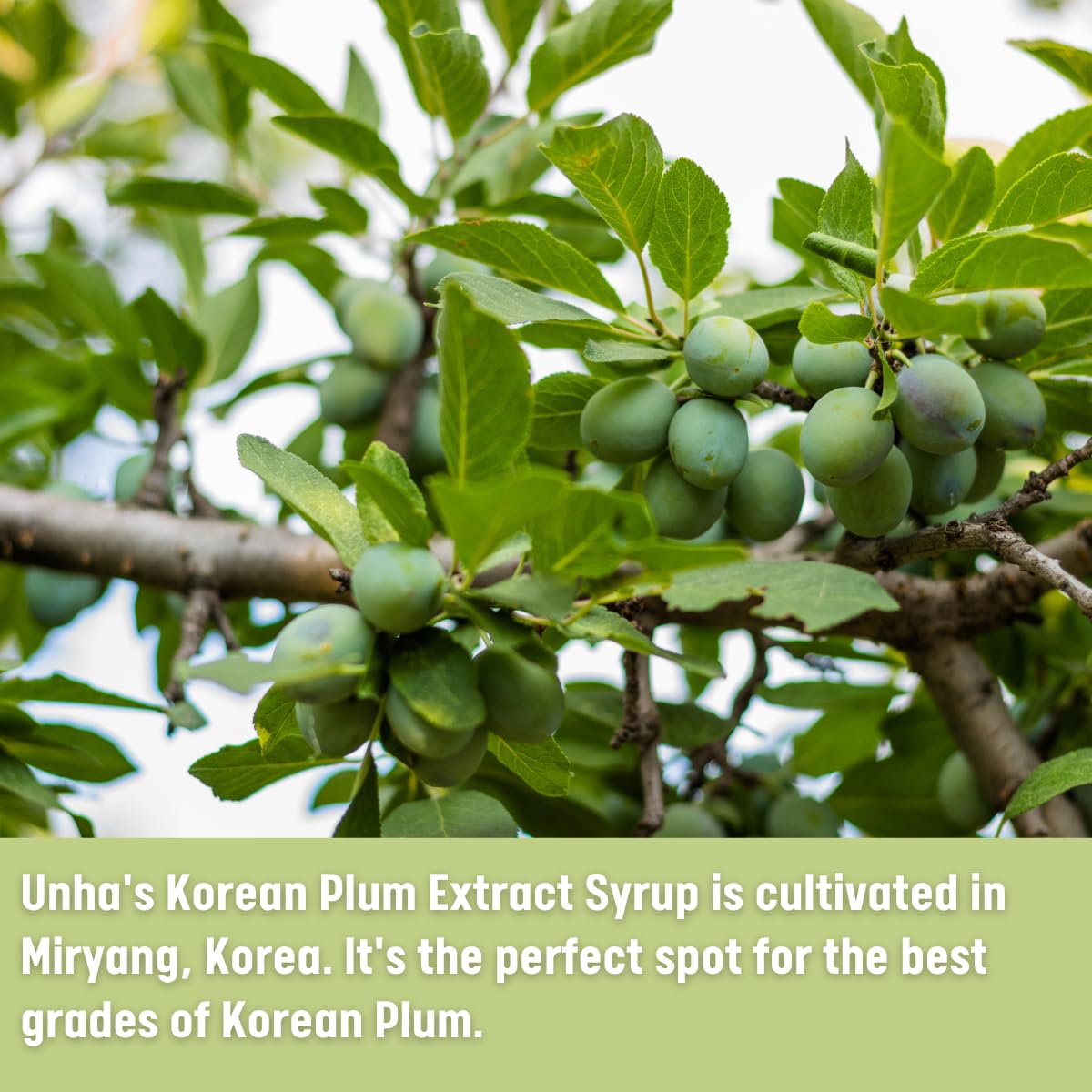 Korean Pure Plum Extract Syrup All Purpose Green Maesil For Cooking Drinking Tea Sweet Healthy Natural Japanese Ume Paste Concen