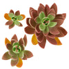 Global Sugar Art Succulent Lipstick Assortment Sugar Cake Flowers, 3 Count by Chef Alan Tetreault