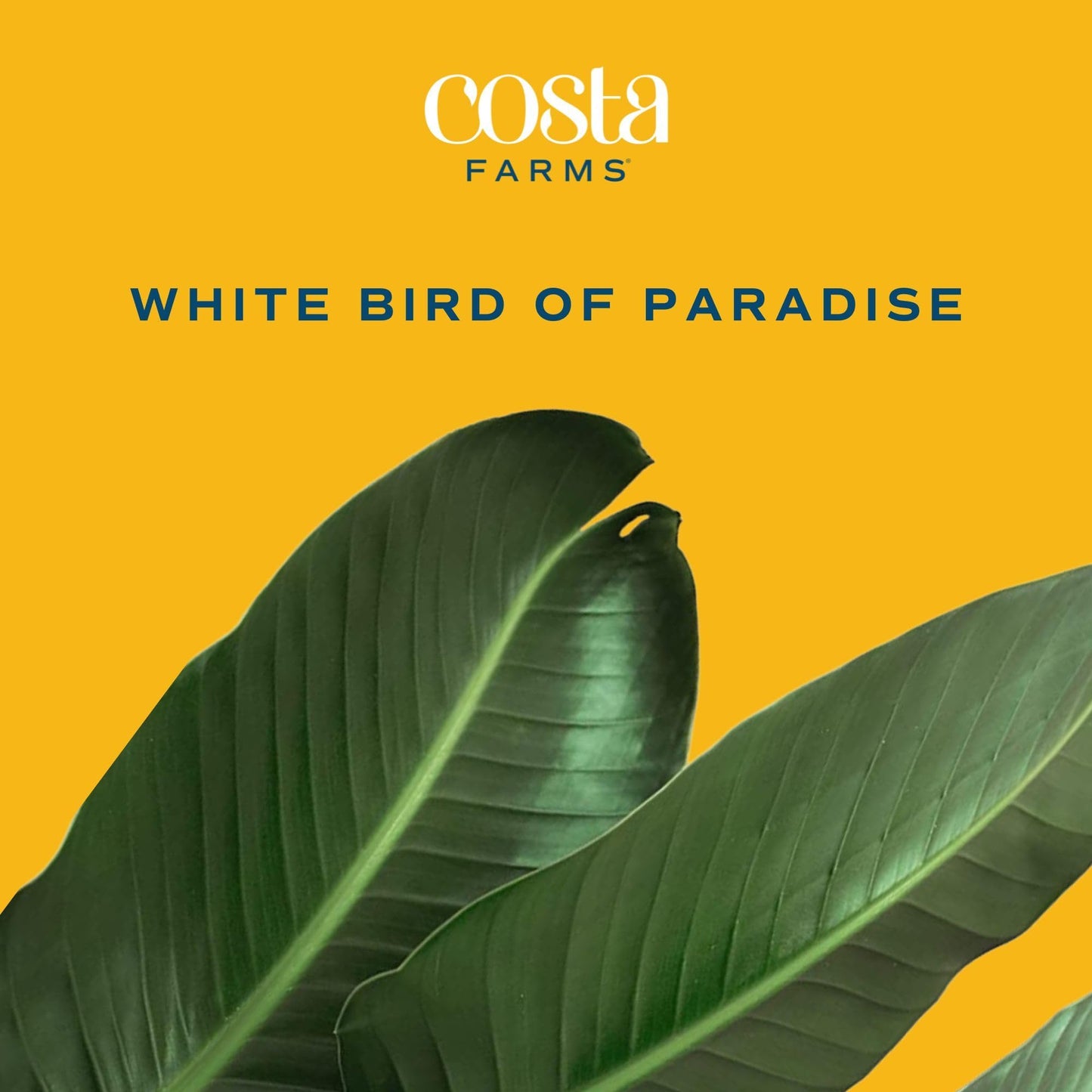 Costa Farms White Bird of Paradise Plant (2-Pack), Live Indoor Plants Houseplants in Indoors Planter Pots, Soil, Housewarming Gi
