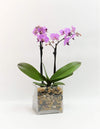Athena's Garden Live Orchid Plant, Light Pink Double Spike Phalaenopsis in Container, Long Lasting, Easy Care (Orchid PA-OPP3LPS