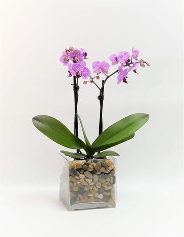 Athena's Garden Live Orchid Plant, Light Pink Double Spike Phalaenopsis in Container, Long Lasting, Easy Care (Orchid PA-OPP3LPS