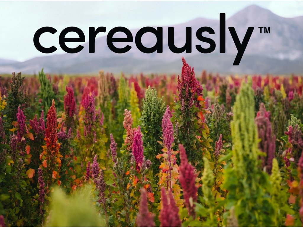 CEREAUSLY Organic White Quinoa - enhanced Royal Quinoa from Bolivia - Kosher and Non-GMO Quinoa Bulk - Vegan and Gluten-Fee Cooking Quinoa - 10 LB