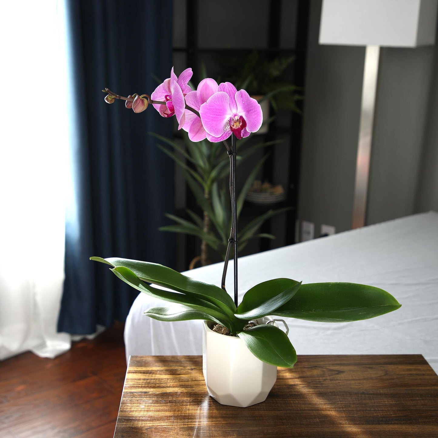 Purple Phalaenopsis Live Orchid Plant Lover Gift & White Orchid Pot, 20-24'' Tall, Live Plant Gift, Fresh Orchids Plants Live Ho